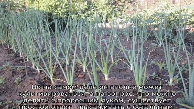 Можно ли сажать проросший лук севок смотреть онлайн