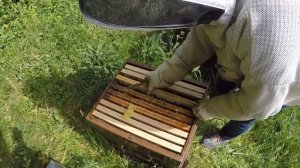 Противороевые отводки на 3-х дневные маточники и проверка приема плодных маток (Селин Гобэн)