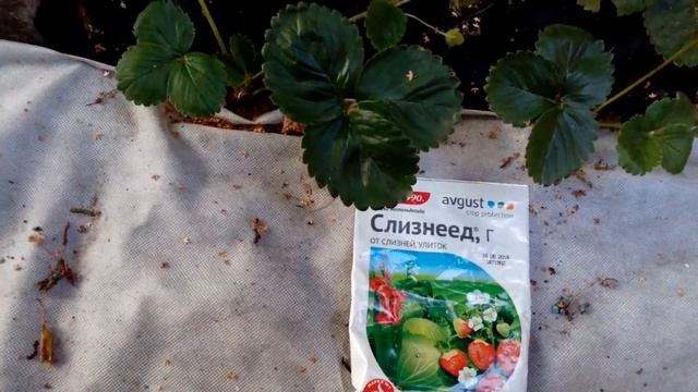 Эффективное средство от слизней и улиток!!! Рекомендую!!! смотреть онлайн