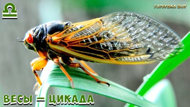 КАКОЕ ТЫ НАСЕКОМОЕ ПО ЗНАКУ ЗОДИАКА смотреть онлайн