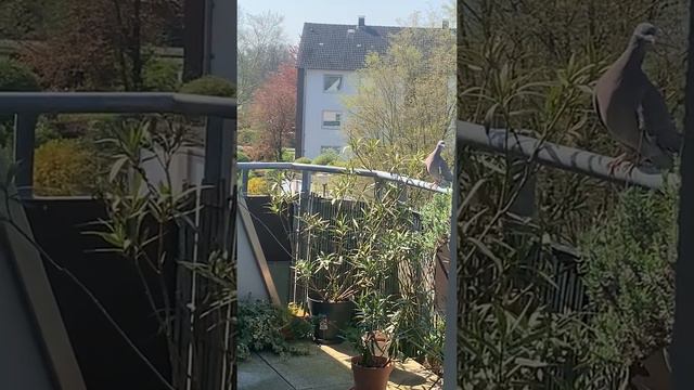 Ringeltauben bauen Nest (гривеци правят гнездо) смотреть онлайн