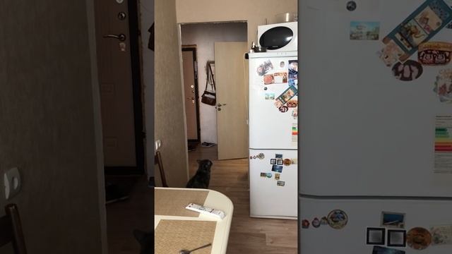 Когда посадил кошку на диету смотреть онлайн