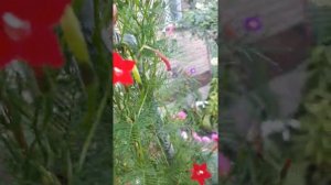 Ипомея квамоклит во всей красе.