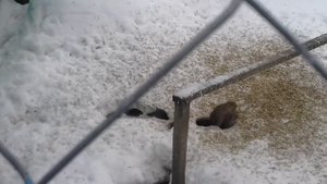 Крысы прогрызли дырку