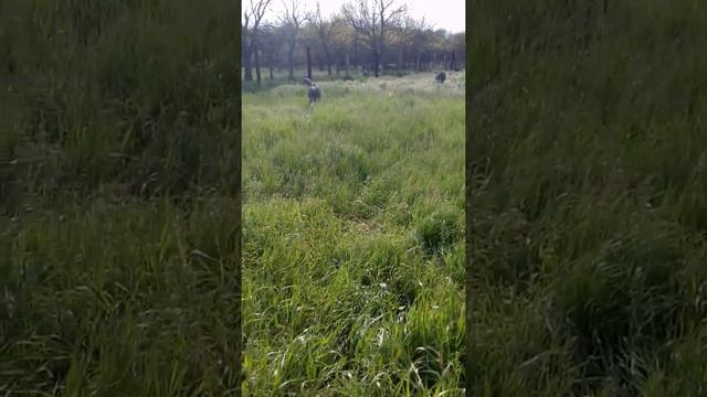 Первое яйцо страуса нанду.