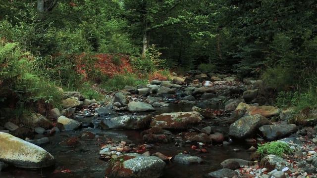 Голодный рысёнок пришел в дом к мужчине просить еды смотреть онлайн