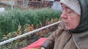 Укрытие винограда на зиму в Черноземье