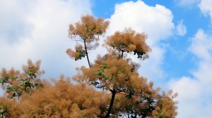 Цветущая скумпия.