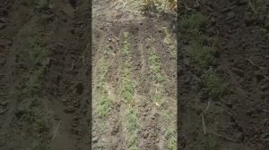 Как правильно отделить от алычи косточку?