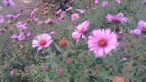 Поздравляю с Днём Рождения, тех, кто родился в сентябре