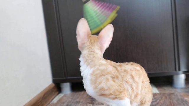 Кучерявый мальчишка!