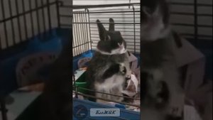 А вы видели как чихает медведь, курица или белка? Подборка забавных, чихающих животных.