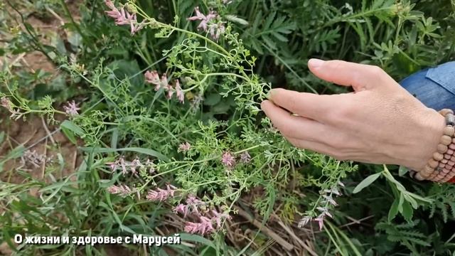 ОГОРОДНЫЙ СОРНЯК ИЗБАВИТ от КЛЕЩЕЙ от ПАПИЛЛОМ @natureMarusya смотреть онлайн