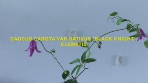 Today’s Flower 72 DAUCUS CAROTA VAR.SATIVUS ‘BLACK KNIGHT’ , CLEMATIS  by MAG BY LOUISE