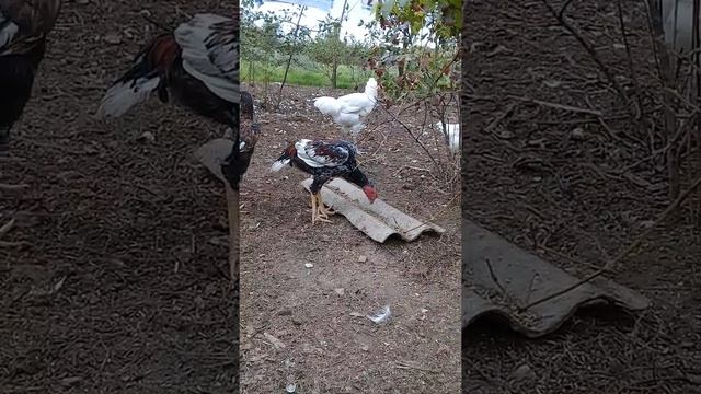 Бойцовая птица Крыма