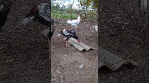 Бойцовая птица Крыма