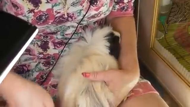 ЛенаСвино день часть 2/Стрижка ногтей свинке/как стричь ногти морским свинкам