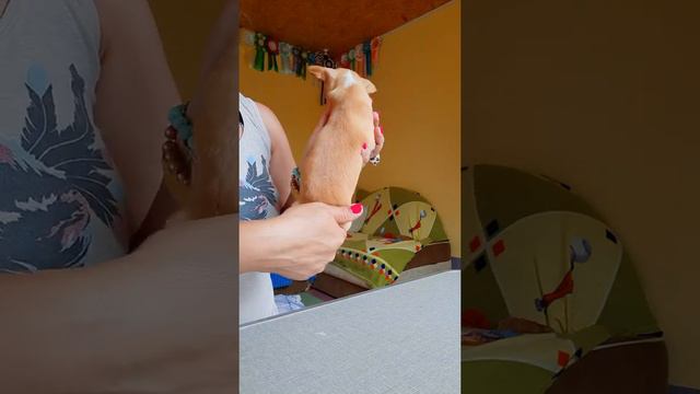 Марфа Филипповна миниатюрная крошка чихуахуа ПРОДАЁТСЯ Симферополь Крым Кастропуло доставка по миру смотреть онлайн