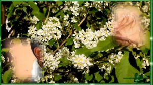 ПЬЯНАЯ ЧЕРЕМУХА ! ЗАДОРНАЯ ПЕСЕНКА О ВЕСНЕ, О ЛЮБВИ О ЖИЗНИ !   АЛЕКСАНДР     БРЫЛЁВ !