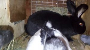 Как покрыть кроликов НПВ- немецких пёстрых великанов?