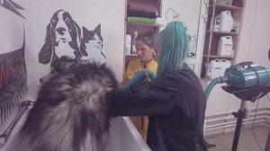 Двухмоторный компрессор для сушки крупных собак Lan Tun LT-1090D-H 3600 Ватт. Обзор