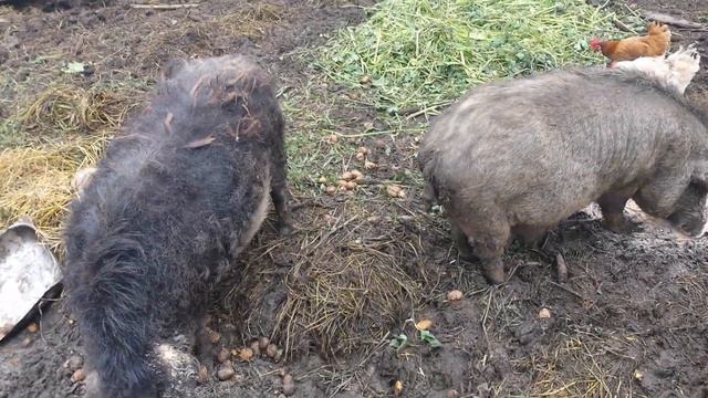поросята венгерської мангалиці смотреть онлайн