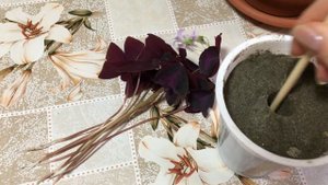 Бабочка, кислица, оксалис - эксперимент ???!!! #ВиленаЦветкова