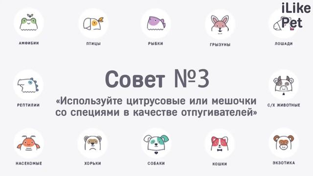 4 совета, как отучить кошку драть обои смотреть онлайн