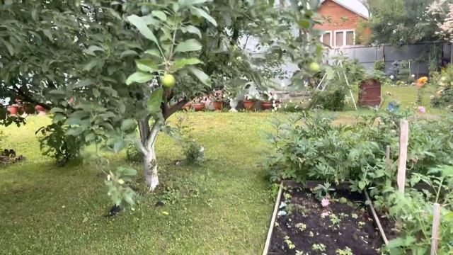 Моя любимая дача 9 июля 2022❤️Покосила участок. Розы. Петунии. Хвойные уголки. смотреть онлайн