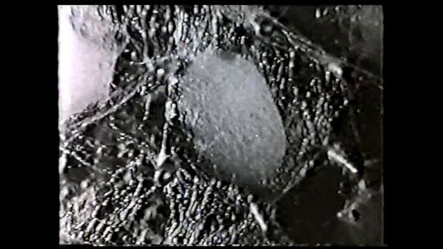 Развитие насекомых с полным превращением