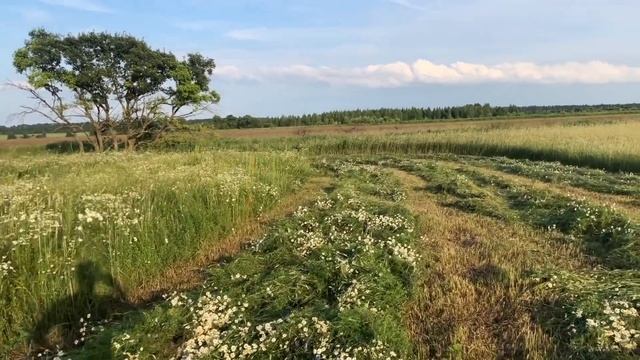 Крадемся к NO-TILL, непродуктивный скот и просто скоты... смотреть онлайн