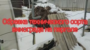 Обрезка технического сорта винограда на перголе. 22.02.24