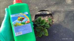 Первая обработка клубники весной