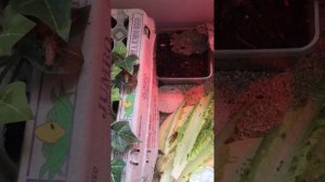 Сверчок домовой содержание и разведение. Crickets