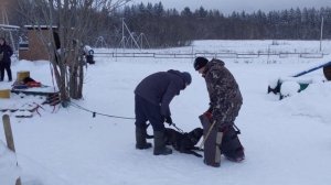 Голландская овчарка (Хердер) в подготовке к Мондиорингу