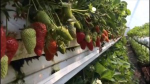 КЛУБНИКА ? СИРИЯ?