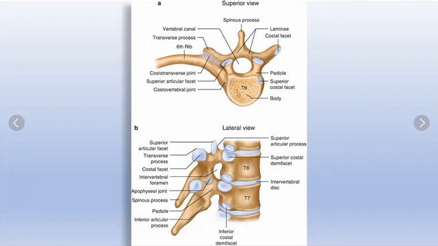 Vertebral column смотреть онлайн
