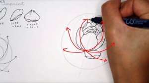 How To Draw Peonies Like A Boss ✨