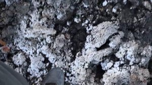 В поисках огромных аммонитов| Какие окаменелости мезозойской эры можно встретить на берегу Волги?