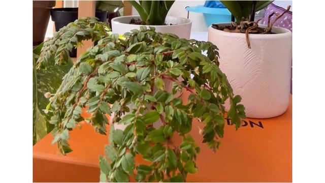 Begonia Foliosa Var Miniata Care Tips