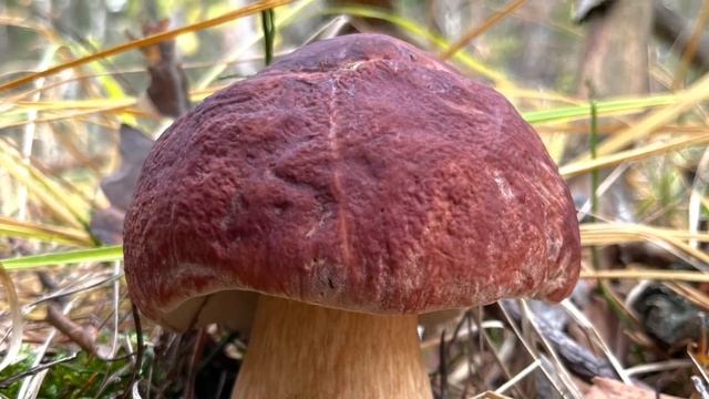 НОВЫЙ ГРИБНОЙ ЛЕС С БЕЛЫМИ ГРИБАМИ! ГРИБЫ ОГРОМНЫХ РАЗМЕРОВ! Грибы 2022 смотреть онлайн