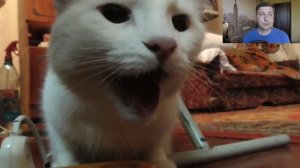 Отек легких у кошки, основные симптомы и причины