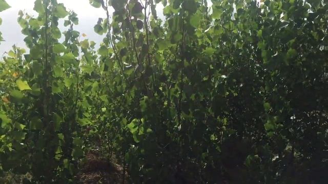 Быстрорастущий тополь калифорнийский двух видов
