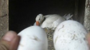 Гусыня села на гнездо и вывела гусят.Первая прогулка гусят.Семья в деревне.Деревенский канал.