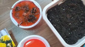 Посадка клубней бегонии