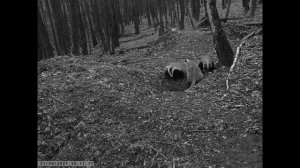 Барсучья нора или правильнее барсучье городище снятое на фотоловушки в лесу. Выводок барсуков.