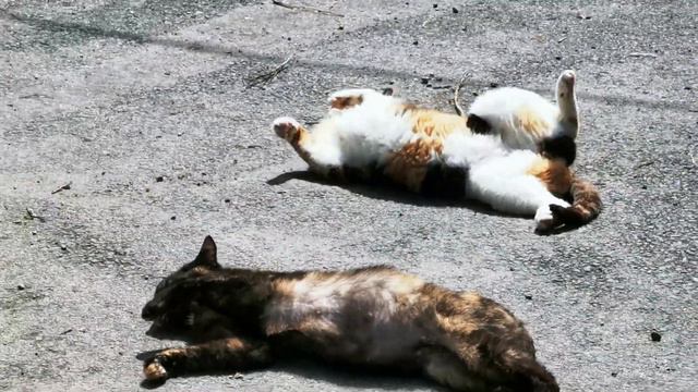 Кошки в Турции смотреть онлайн