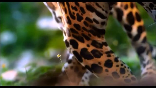 Roberto Cacciapaglia - Times смотреть онлайн