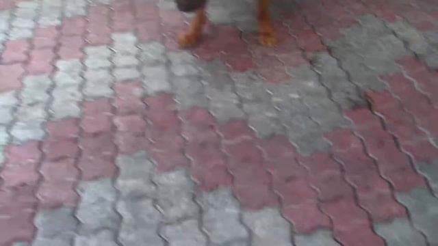 Охрана Питомник бордоских догов «Perle de France» http://perl.petsinform.com/ смотреть онлайн