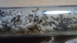 Муравьи | Lasius niger для новичков